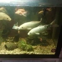 ماهی کوی سفیدبزرگ