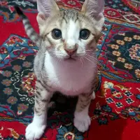 واگذاری بچه گربه