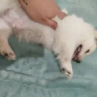 واگذاری سگ پامر شیتزو