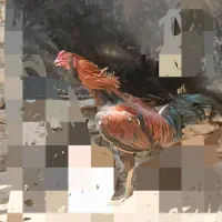 خروس لاری