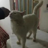 گربه سفید|گربه|نیشابور, بار|دیوار