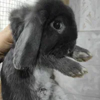 خرگوش لوپ بامزه