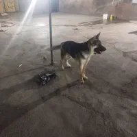 ژرمن نر یکسالونیم