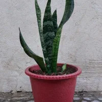 حراج (ارسال هم میکنم )|گل مصنوعی|دورود, |دیوار