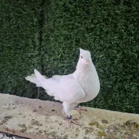 کبوتر سفید اراکی و بمبویی هندی بندر دیلم