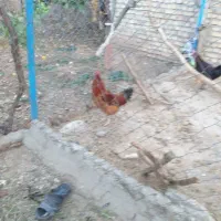 خروس محلی|حیوانات مزرعه|مرند, |دیوار