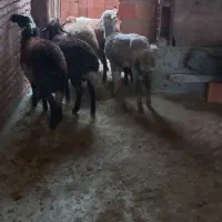 فروش بره نروماده جفتی ۶۵کیلو