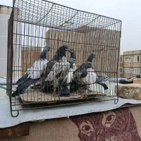 جوجه تیدی پاکستانی