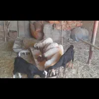 بره نر وماده گوسفند بز|حیوانات مزرعه|اهواز, بهارستان|دیوار