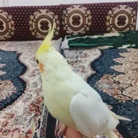 عروس هلندی لوتینو|پرنده|قوچان, |دیوار