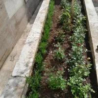 خدمات باغبانی در سراسر تهران|خدمات باغبانی و درختکاری|تهران, خواجه نظام الملک|دیوار