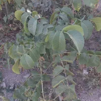 نهال گردو چند لر امریکایی