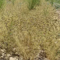 خرید و فروش زیره سبز کرابیه|خوردنی و آشامیدنی|مشهد, نوید|دیوار