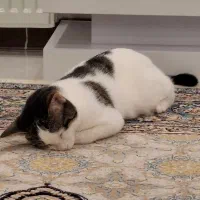 حیوان خونگی