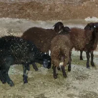 بره بهاره|حیوانات مزرعه|تکاب, |دیوار