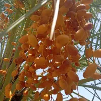 خرمای زاهدی