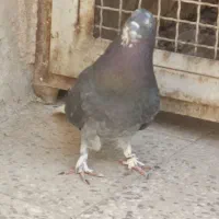 کفتر نر زاغ دم سفید..|پرنده|پاکدشت, پاکدشت (مامازند)|دیوار