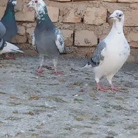 فروش 5عدد پلاکی نر