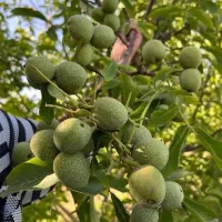 انواع رقم های دیرگل و مقاوم درنهالستان غرب نهال