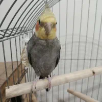 عروس هلندی نر سینامون