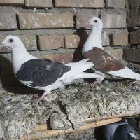 سه تا کبوترناجلد|پرنده|گنبد کاووس, |دیوار