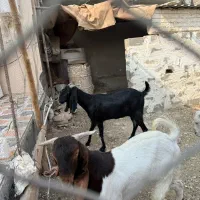 بز ، پازن|حیوانات مزرعه|بندر کنگان, |دیوار