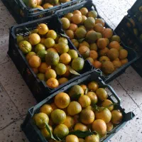 نارنج آبدار