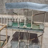 قفس پرنده.(جفتگاه)