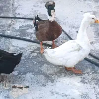 ۶جفت اوردک روسی کاکول دار به شرط سالم و تخم گذار