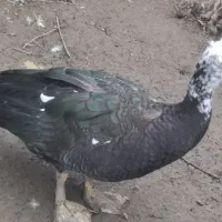 یک جفت اردک اسرائیلی بالغ|حیوانات مزرعه|لاهیجان, بازکیاگوراب|دیوار