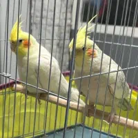 فروش عروس هلندی