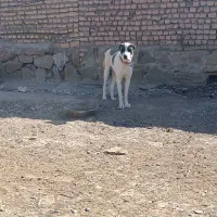 توله سگ|سگ|مشهد, میان ولایت|دیوار