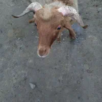 بره  هشت ماهه  چاق