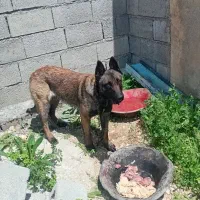 سگ ژرمن