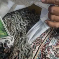 چرثقیل دستی|ابزارآلات|بم, |دیوار