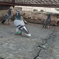 کبوتر|پرنده|تاکستان, |دیوار
