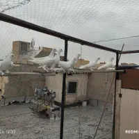 کبوتر لوتی|پرنده|تبریز, |دیوار