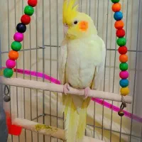 عروس هلندی ماده