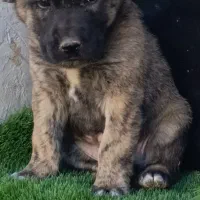 توله الابای در گلستان|سگ|کرمان, |دیوار