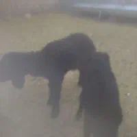 سلام دوعدد بره شیری ماده و یک عدد بز غاله ماده|حیوانات مزرعه|جعفرآباد, |دیوار