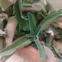 گل اشک