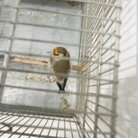 سهره دورگ|پرنده|فردیس, قریشی|دیوار