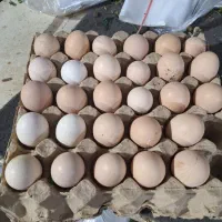 تخمه مرغ نطفه دار برایه مرغ گورچ
