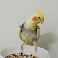 عروسی هلندی نر