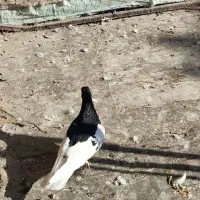 کفتر یال سیاه