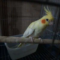 عروس هلندی لوتینو