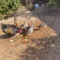خروس|حیوانات مزرعه|شیراز, اصلاح‌نژاد|دیوار