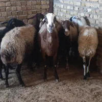 گوسفند.میش و شیشک جوان|حیوانات مزرعه|بشاریات, |دیوار