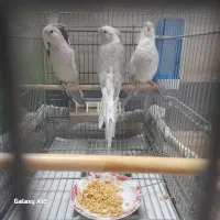 عروس هلندی|پرنده|قم, نخودی|دیوار