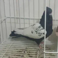 یه جفت کبوتر سینه سیاه محدوده تلخسرو باخت دادم